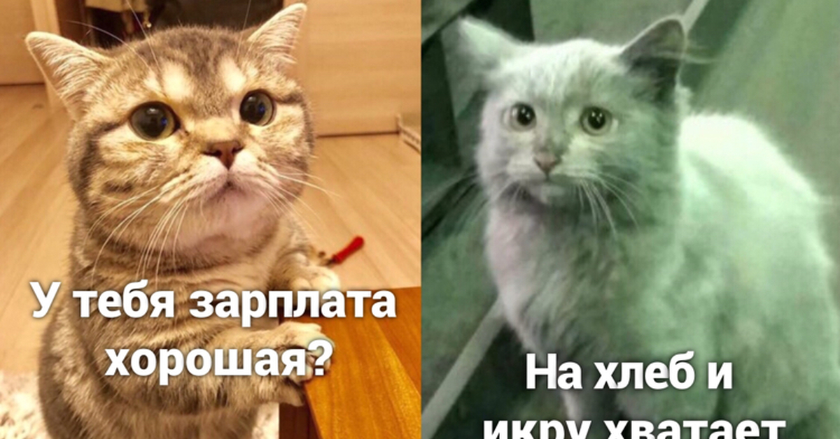 Куда дела. Кот и зарплата. Котик зарплата. Мем коты зарплата. Картинка с днем зарплаты с котиками.