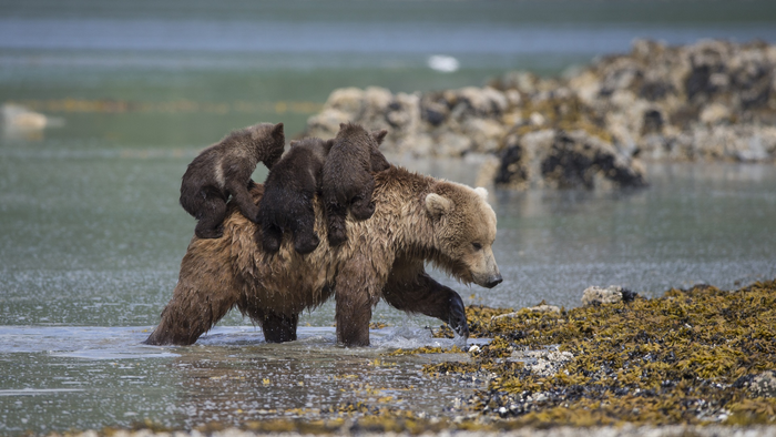 Главное - крепко держаться за маму!
