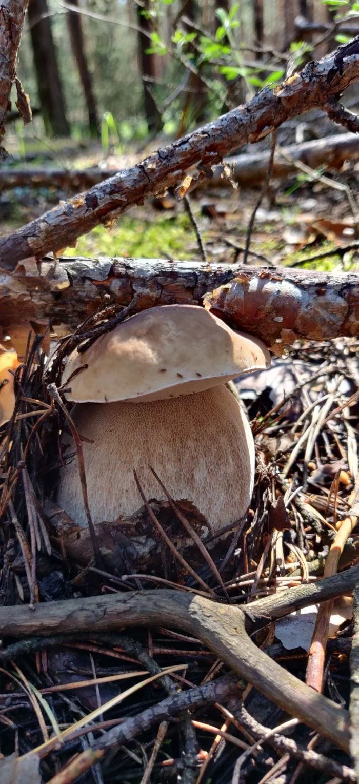 Simply White - My, Forest, Porcini, Protection, Longpost, Mushrooms