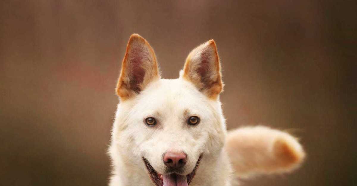 Пес барни. Собака срочно. Кураторские собаки. Фото мартин собака. Цбж ростов.