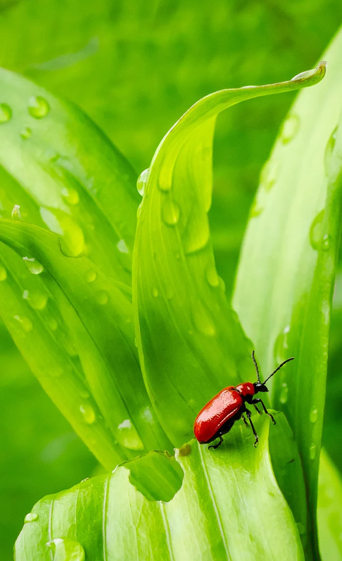 Bug - My, Nature, Insects, The photo, Helios-44, Nikon d5100