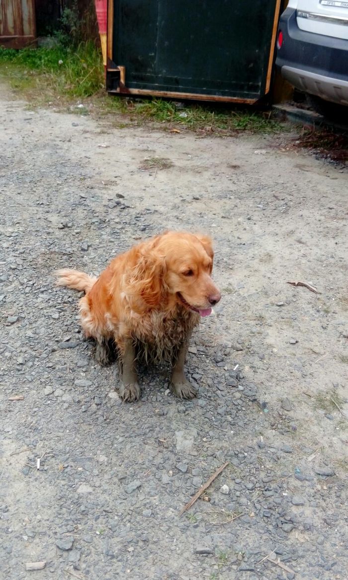 Half a dirty bitch - My, Dog, Dirt, Golden retriever