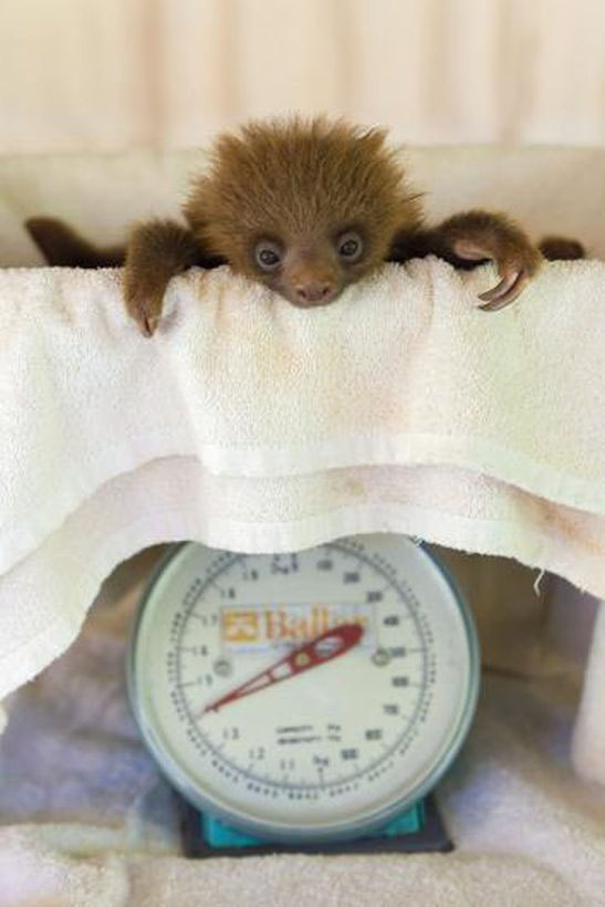 Photos that show the lengths to which zoo animals must be weighed - The photo, Animals, Weighing, Longpost, ADME