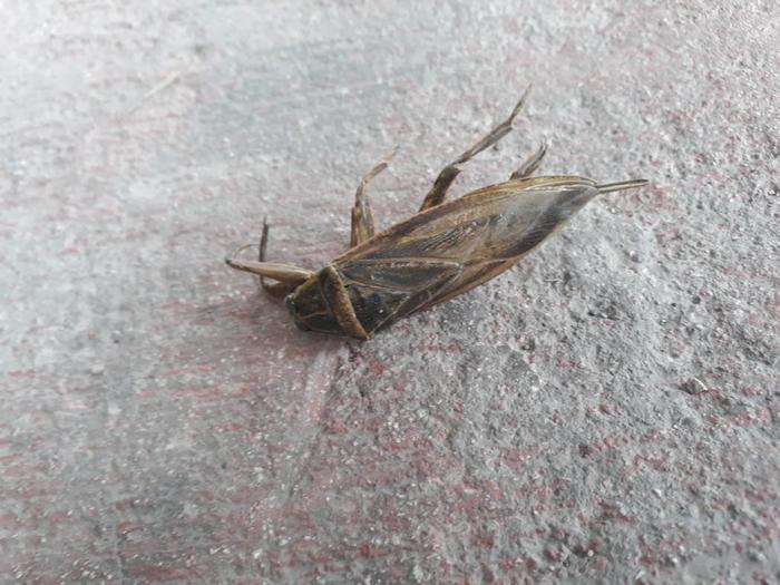 I ask for help in identifying the creature - My, Help, Insects, Longpost