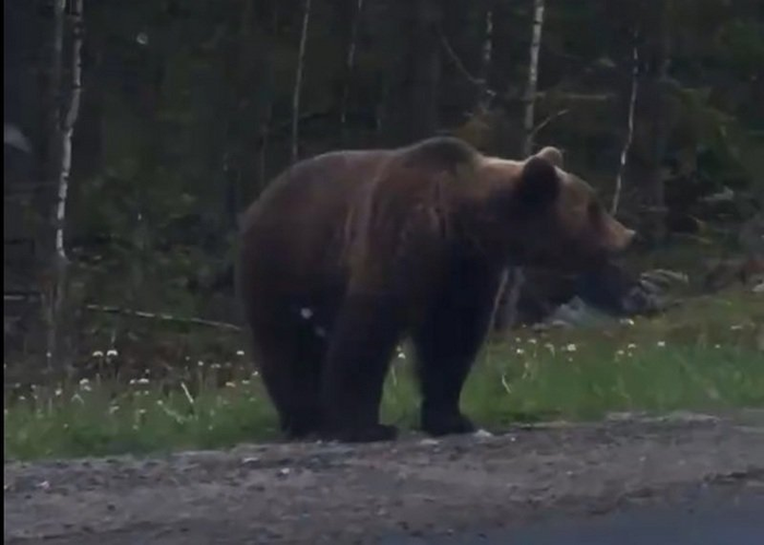 Миша, миша какой, а морда какая!