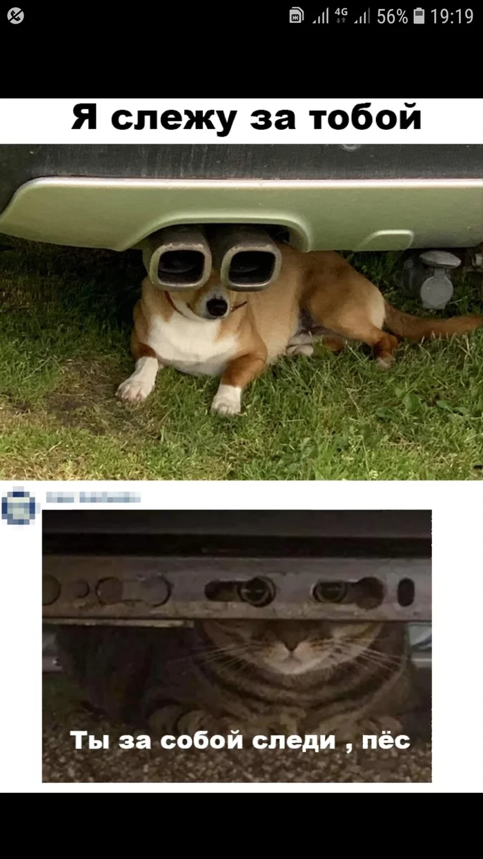 Post #7527200 - Dog, Images, Humor, Exhaust pipe, Auto, Reply to post, Screenshot