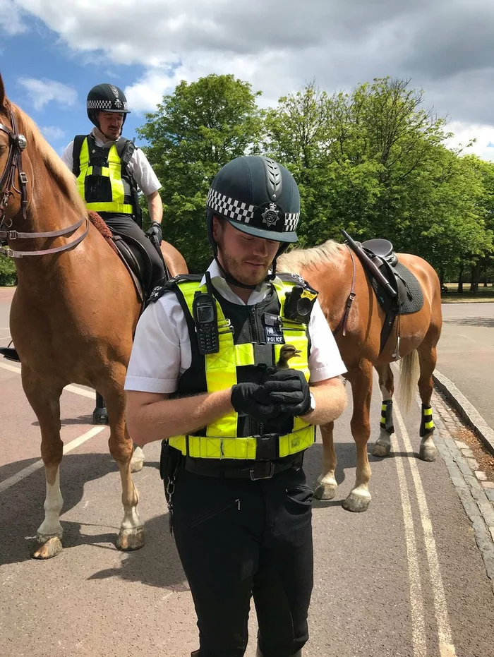 Two mounted police officers stopped to rescue a little duckling that fell into the sewer. - Police, Great Britain, Ducklings, Horses, Kindness, The rescue, Birds