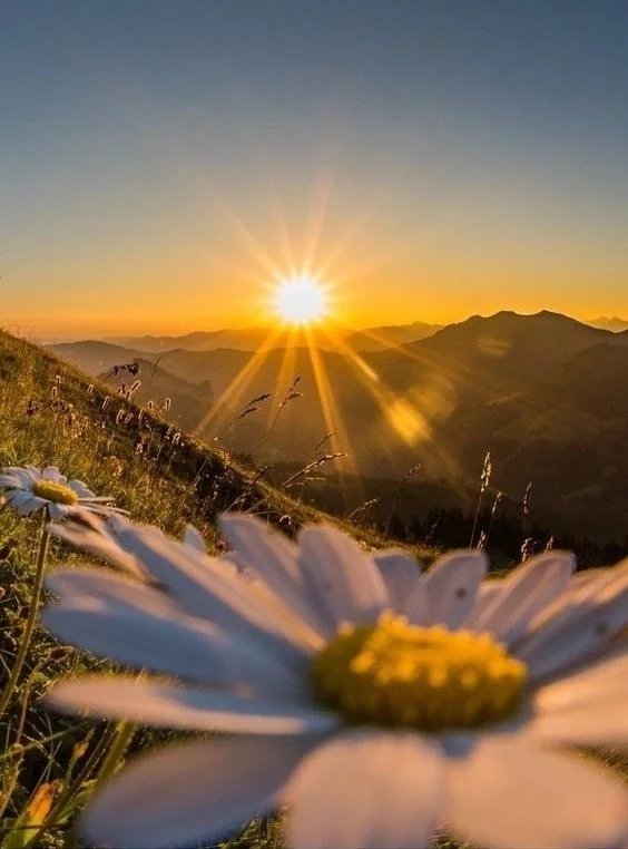 Chamomile, sun, nature - Chamomile, The sun, Nature, The mountains, Flowers