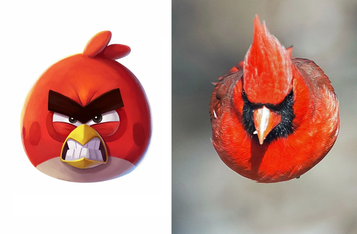 Красный кардинал: Та самая птичка из Angry Birds. И она реально оказалась безумной! Angry Birds, Красный кардинал, Птицы, Книга животных, Яндекс Дзен, Длиннопост