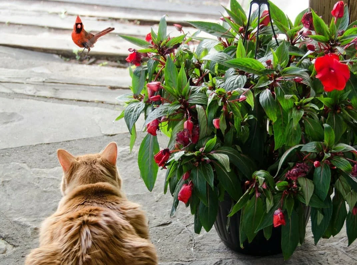 Красный кардинал: Та самая птичка из Angry Birds. И она реально оказалась безумной! Angry Birds, Красный кардинал, Птицы, Книга животных, Яндекс Дзен, Длиннопост