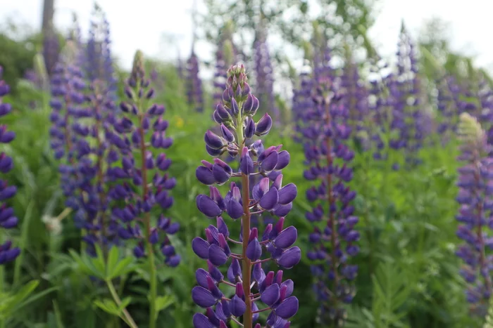 Lupine or Wolf Bob - My, Lupine, Nature, Flowers, Finland