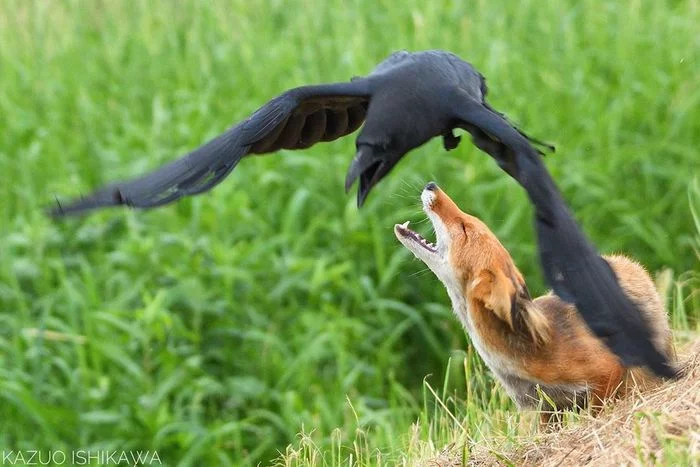 Where?! Give it back! - Fox, Crow, Animals, Wild animals, The photo