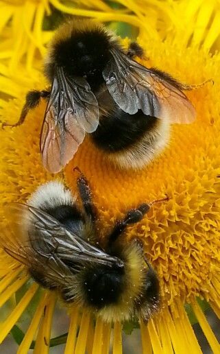 Bumblebees on a flower - Bumblebee, Flowers, Insects