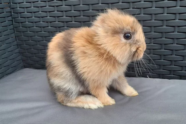 Leo the earless rabbit, who looks like a small lion - Rabbit, Mutant, Ireland, Interesting, Longpost, Milota, Earless