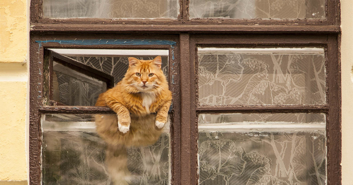 В окно весело играя. Кошки на окошке. Кот на окне. Рыжий кот на окне. Кот в форточке.