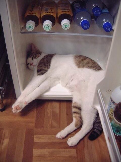 Cat in the refrigerator - cat, Refrigerator, Air conditioner