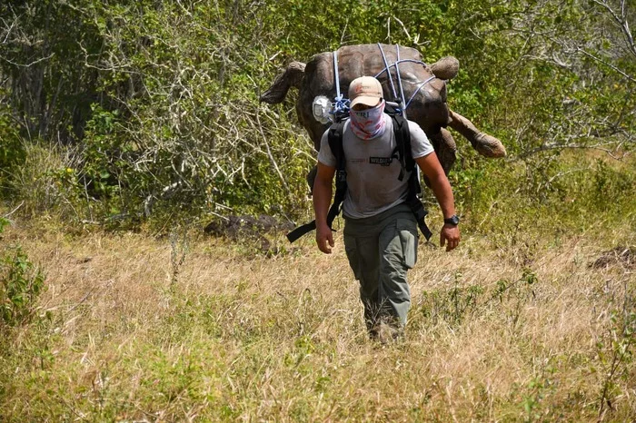 A strong man and a big turtle! - Galapagos turtles, Turtle, Huge, Breeding, Liberty, Reddit