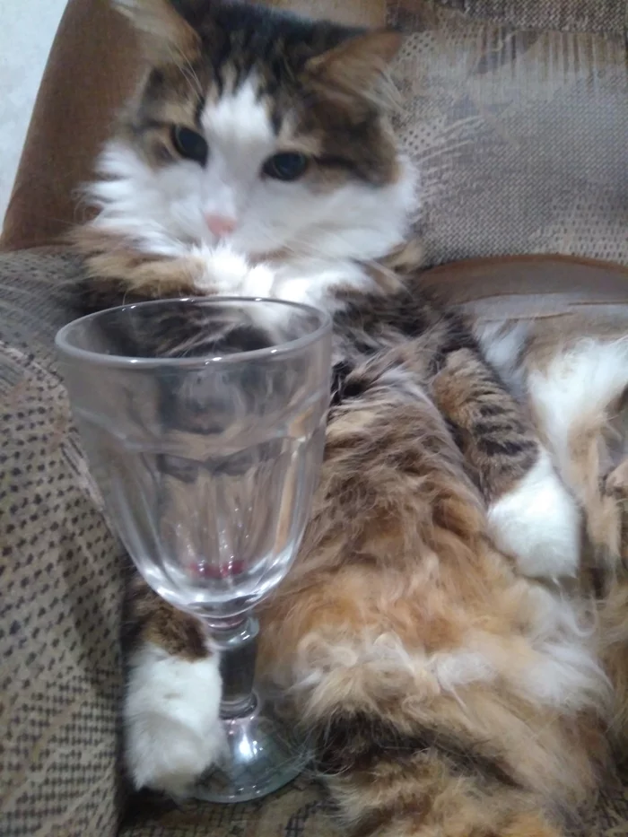 Reply to the post Let's drink to love - My, cat, Pets, Pet