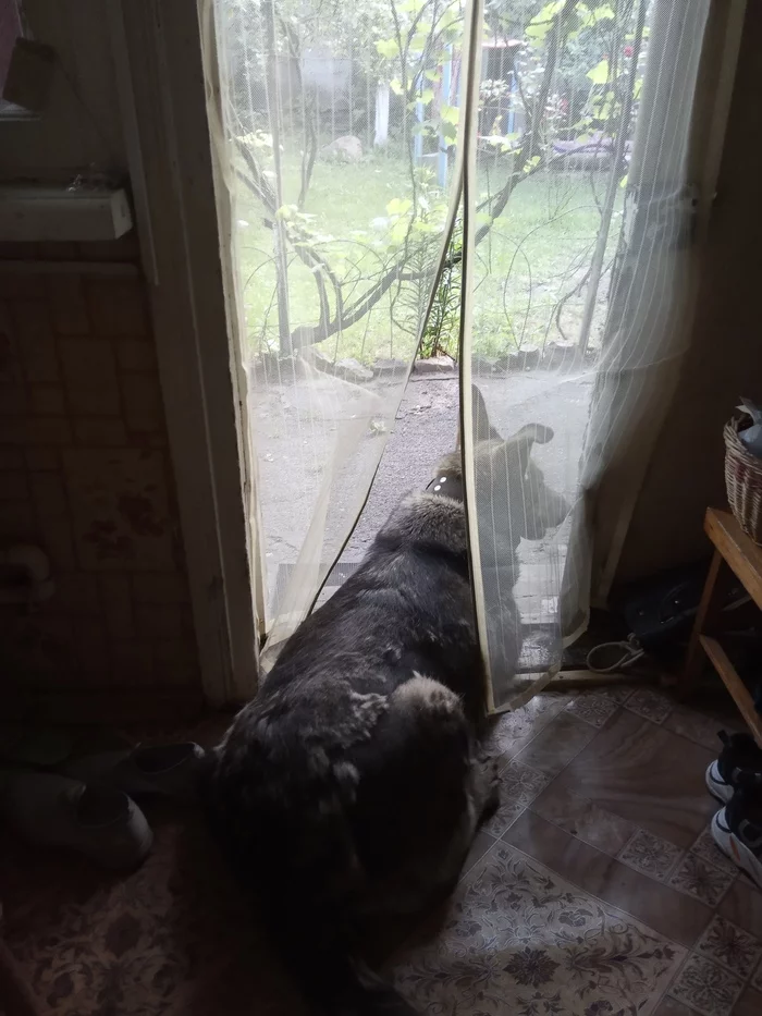 I hung the net with magnets, but something went wrong - My, Dog, mosquito net