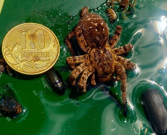 Помогите определить паука