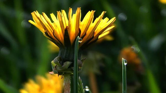 Yellow - My, The photo, Dandelion, Dew, Flowers