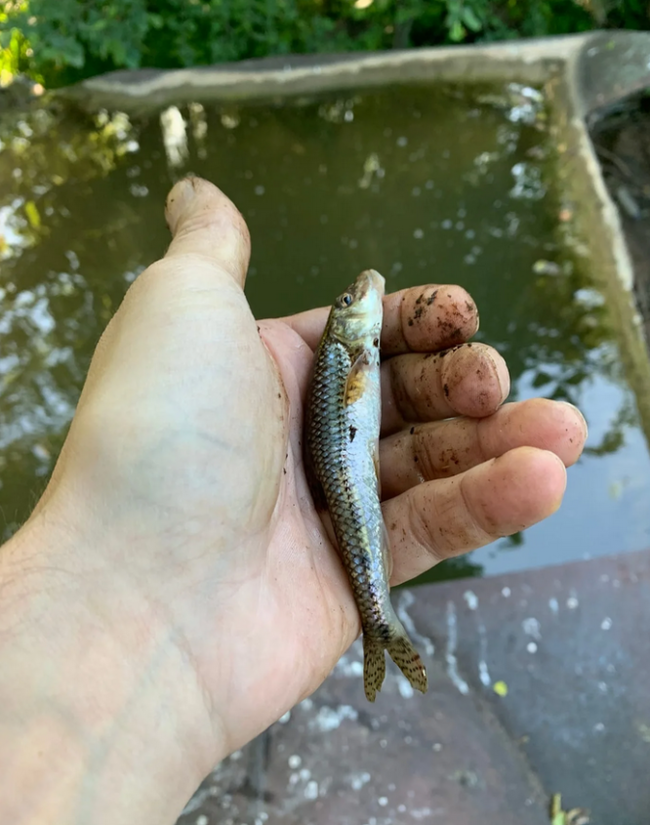 Мелкая рыба в озерах. Мелкая рыбка в речках. Маленькие рыбы в озере. Маленькая рыбка в речке. Мелкая рыба в речке.
