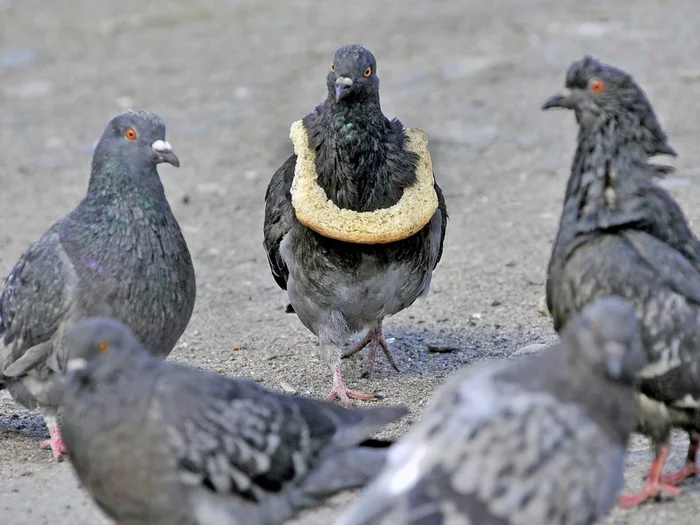 When you are really cooler than others... - Pigeon, Bread, Humor, Flock, From the network, Cool, Birds