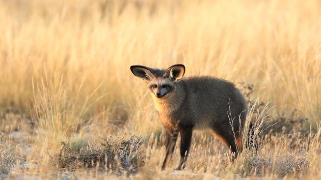 Big-eared fox - The national geographic, Africa, Wild animals, Video, Longpost, Animals, Big-eared fox, Fox