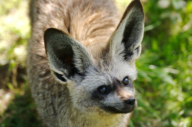 Big-eared fox - The national geographic, Africa, Wild animals, Video, Longpost, Animals, Big-eared fox, Fox