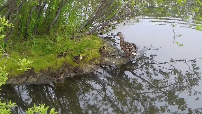 A little duck - My, Nature, Petropavlovsk-Kamchatsky