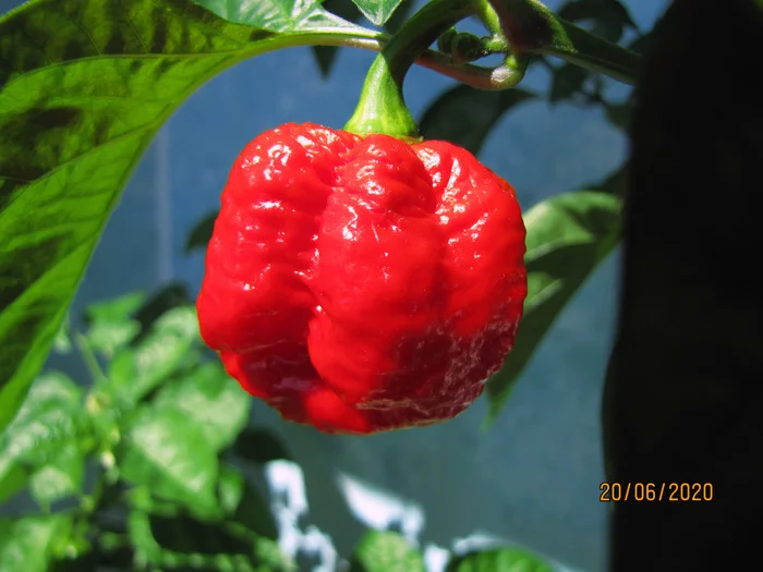 Dragon's Breath, a gift from Hell :D - My, Hydroponics, Vegetable garden on the windowsill, Hot peppers, Pepper farming, cat, Longpost