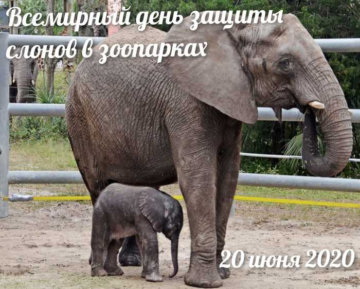 June 20, Zoo Elephant Protection Day - Elephants, Holidays, June, Zoo, Animals, Animal protection