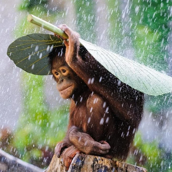 This is how animals hide from the rain under natural umbrellas - Animals, Rain, Umbrella, Longpost