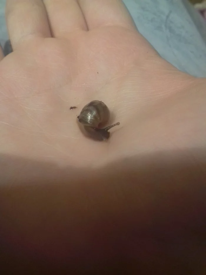 How I became a snail breeder. Or is snails a diagnosis? - My, Snail, Pets, Reticulata, Longpost