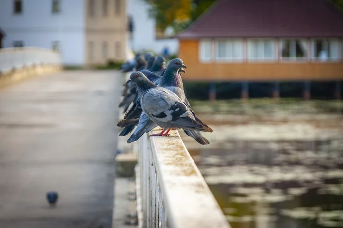 curious pigeons - My, Pigeon, Bird watching