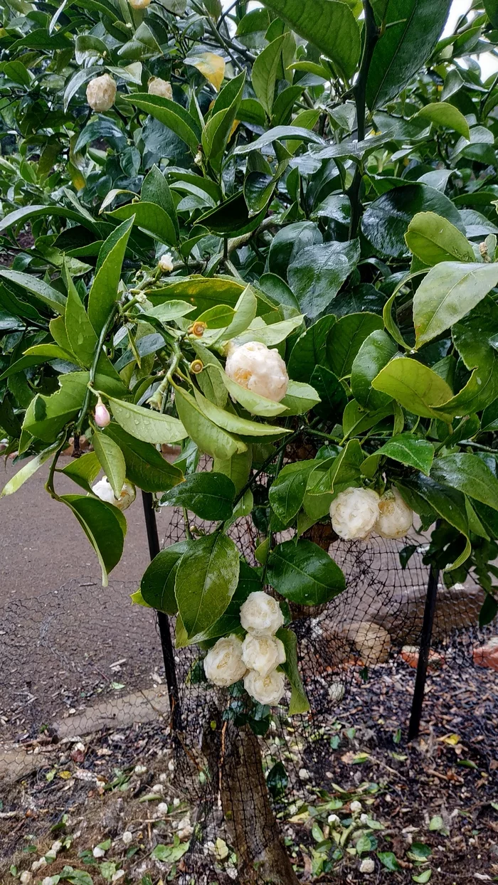 I won’t eat it, but I’ll take a bite! - My, Australia, Tasmania, Lemon, Possum, Unusual, Longpost