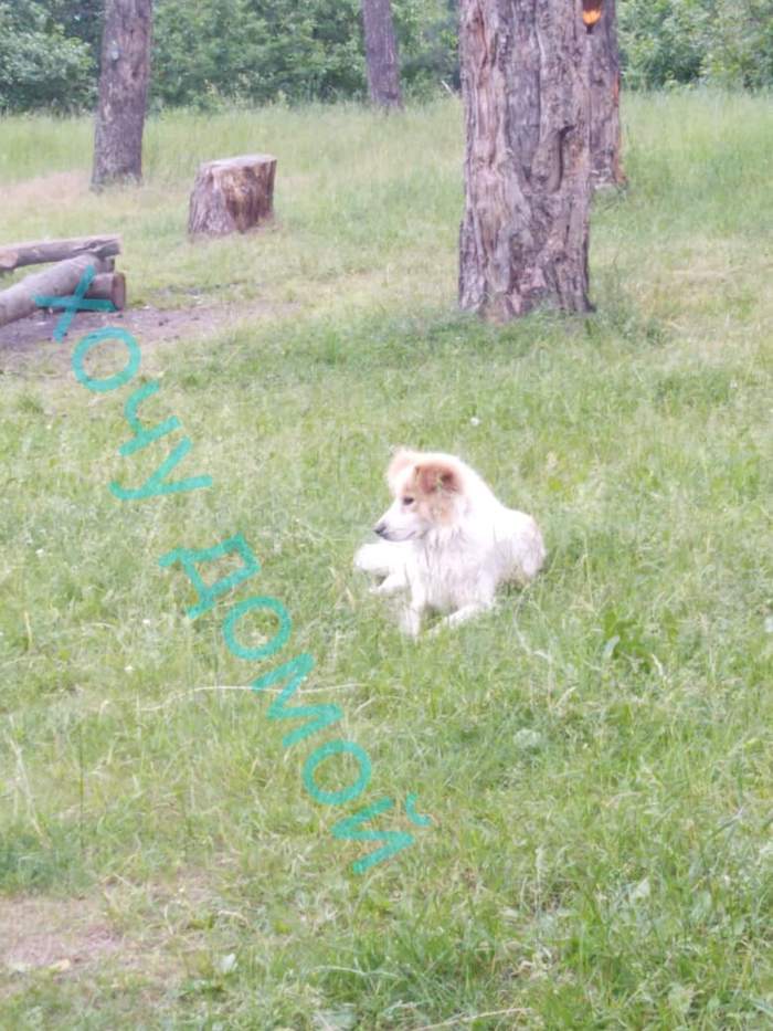 Blind dog left in the forest - My, Dog, Animal shelter, Animals, Longpost, Blindness, In good hands, Zheleznogorsk, Kursk region