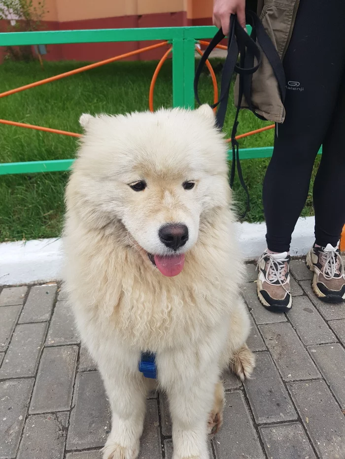 Found a dog. Samoyed girl near Zheleznodorozhny MO - Lost, Dog, Samoyed, The dog is missing, No rating, Longpost, Moscow region, Railway, Found a dog, Zheleznodorozhny city