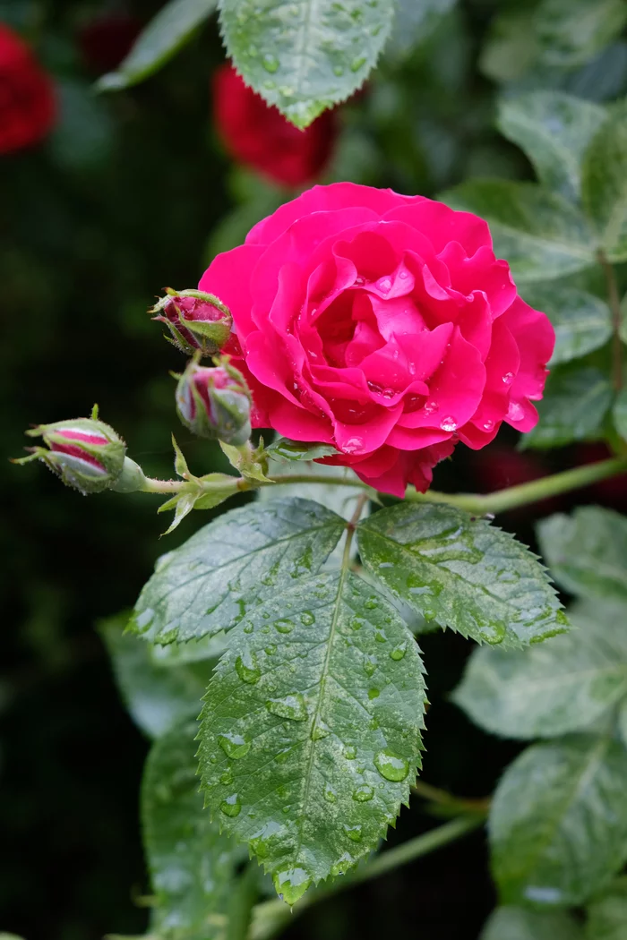 After the rain - My, After the rain, the Rose, Longpost, Flowers, Fujifilm