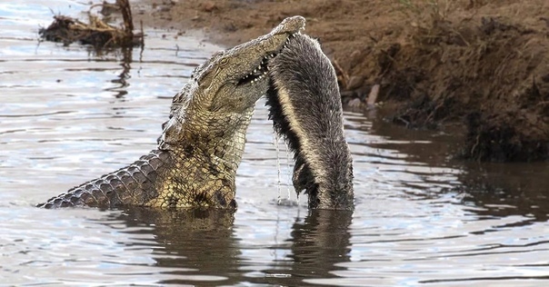 Bad luck - Honey badger, Crocodiles, Death, Is eating, wildlife