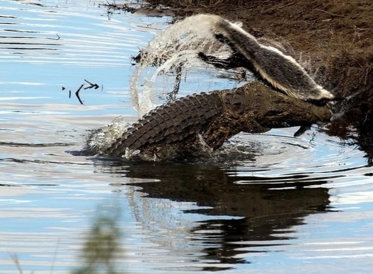 Bad luck - Honey badger, Crocodiles, Death, Is eating, wildlife