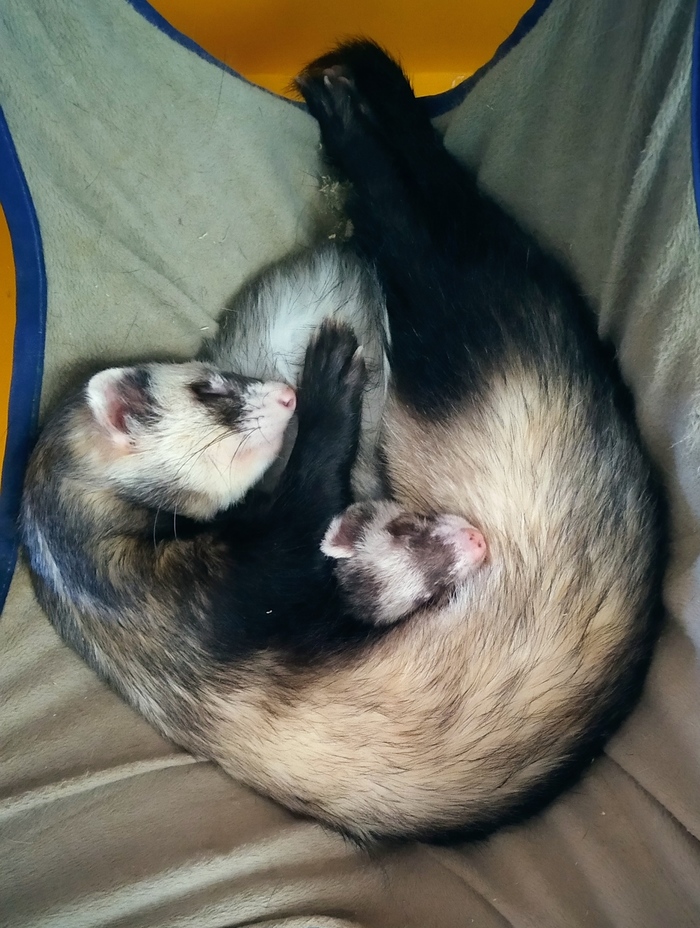 Просто дневной сон в гамаке