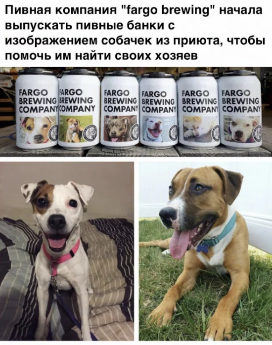 Post #7536180 - Milota, Dog, Animal shelter, Marketing, Beer, Kindness, find me