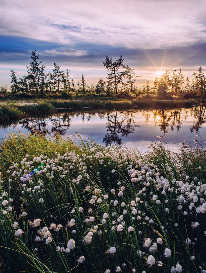 Summer sunset in the forest-tundra - My, Yamal, Russia, Siberia, Tundra, Sunset, YaNAO, Landscape