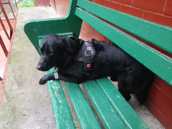 I sit as best I can - My, Labrador, Dog, Rain, Bench