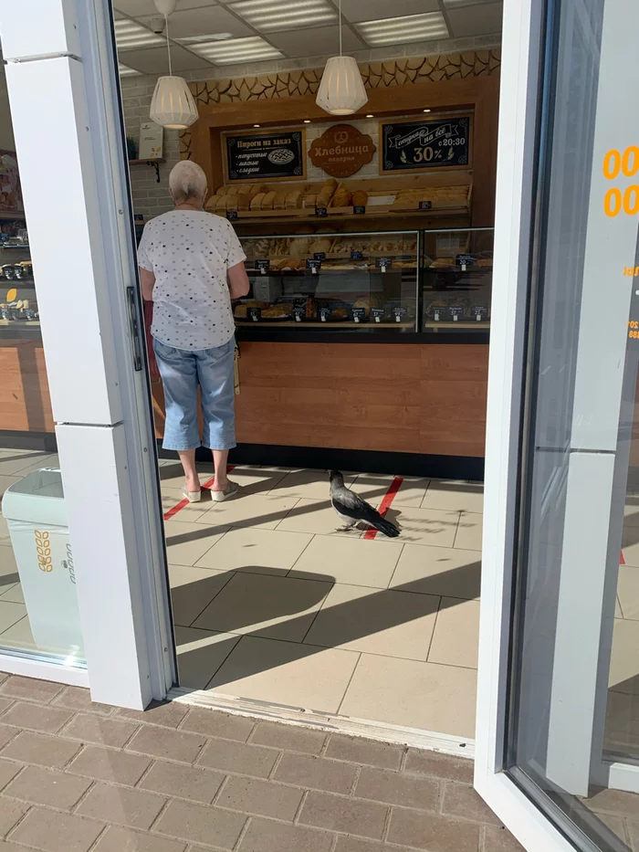 Nothing special, just a crow standing behind the bread! - My, Birds, Bread, Humor, Impudence, Survival, Social distance