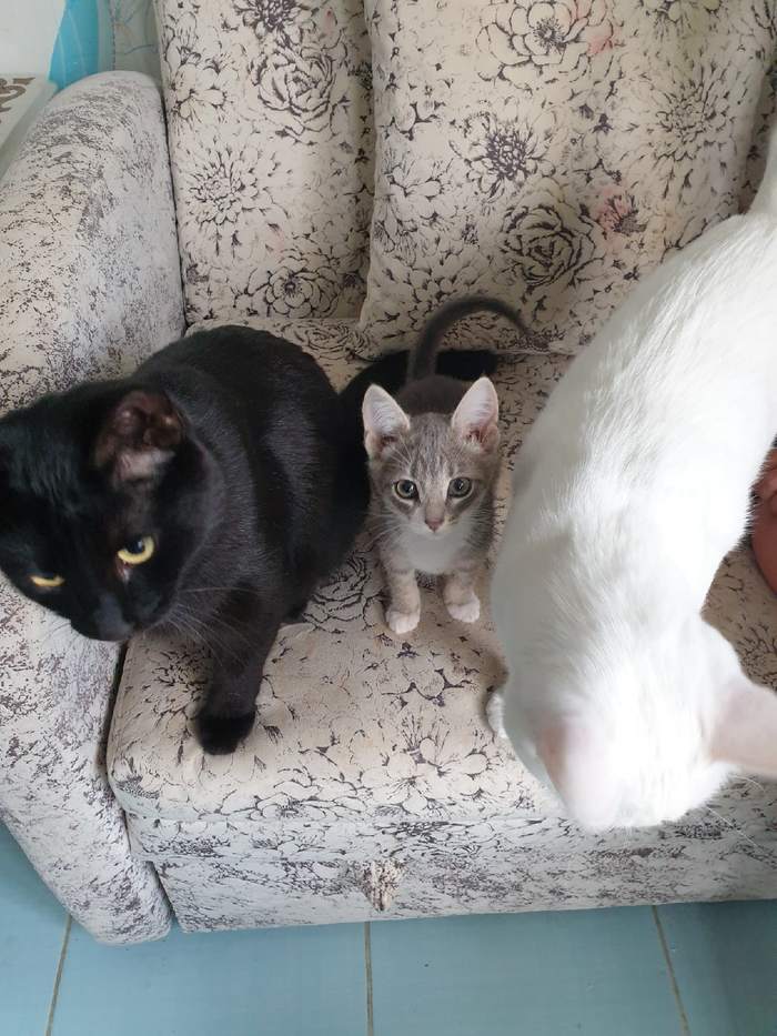 Gray family member - Longpost, cat, Bandits