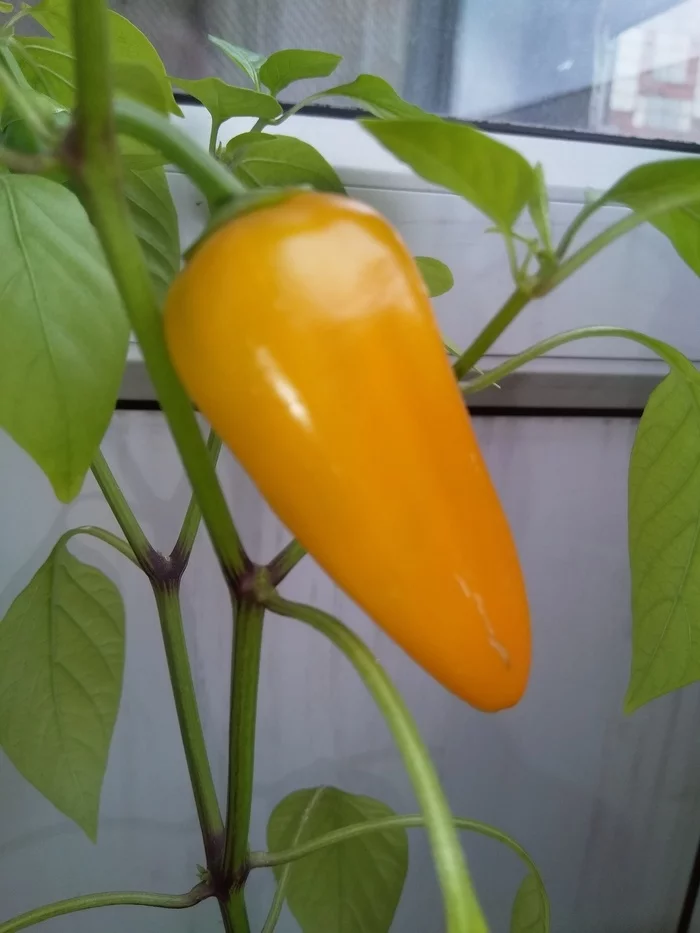 Sweet pepper on the balcony. The first one is ripe - My, Longpost, Pepper farming, Vegetable garden on the windowsill, Parents and children