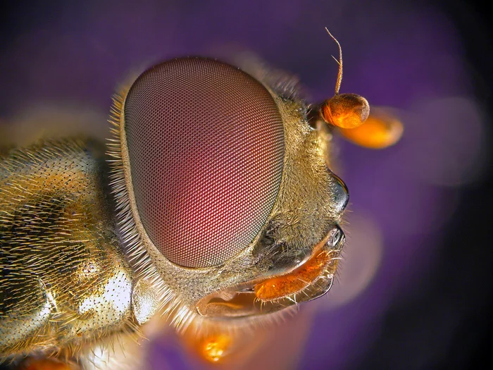 Golden fly... - My, Macro photography, Microfilming, Microscope, Муха, Facet eye