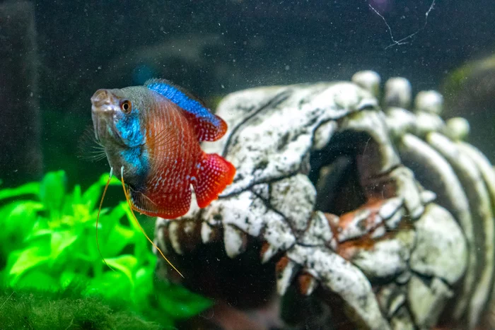 My little fish: lalius and trilineatus - My, Aquarium fish, Lyalius, Catfish, Nikon d3400, Longpost